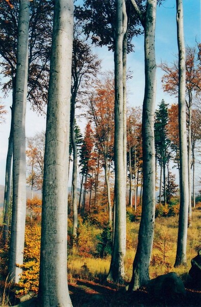 Kdesi v bukových lesích / Somewhere in beech forests