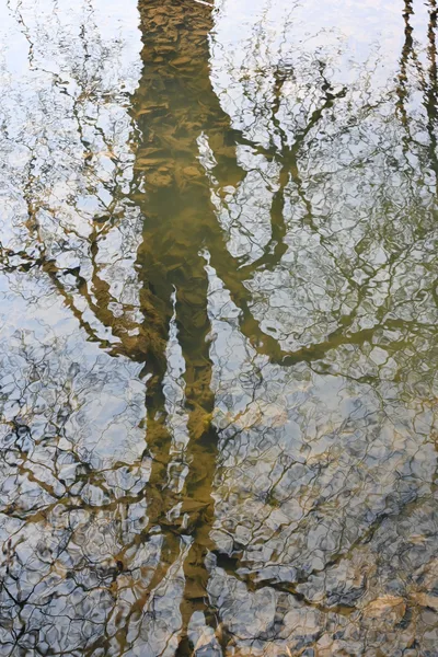Odraz na hladině potoka Ponávky / Reflection on waterlevel of Ponávka stream