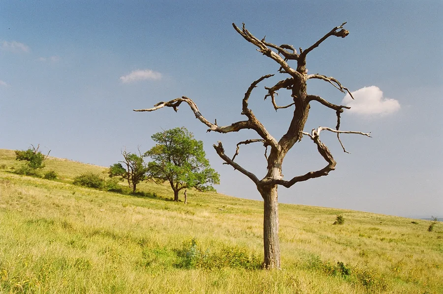 Tančící strom / Dancing tree