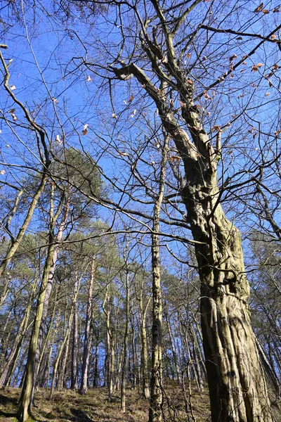 Habr / Hornbeam