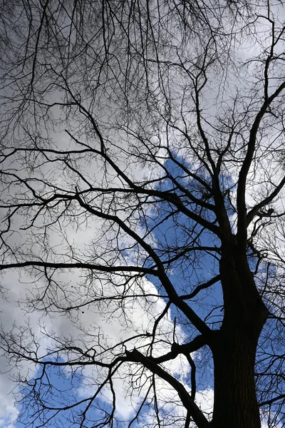 Strom s mraky / Tree with clouds