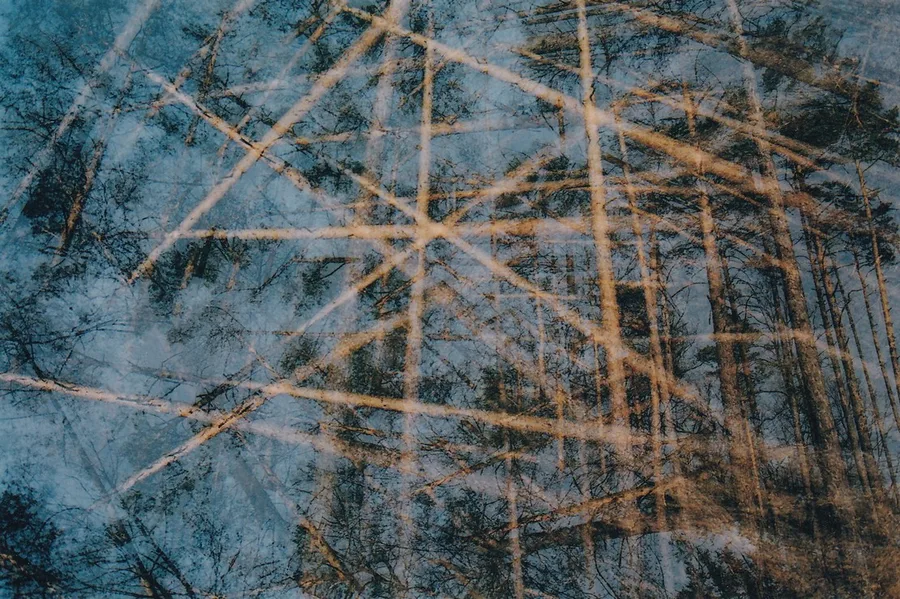 Borovice / Pines