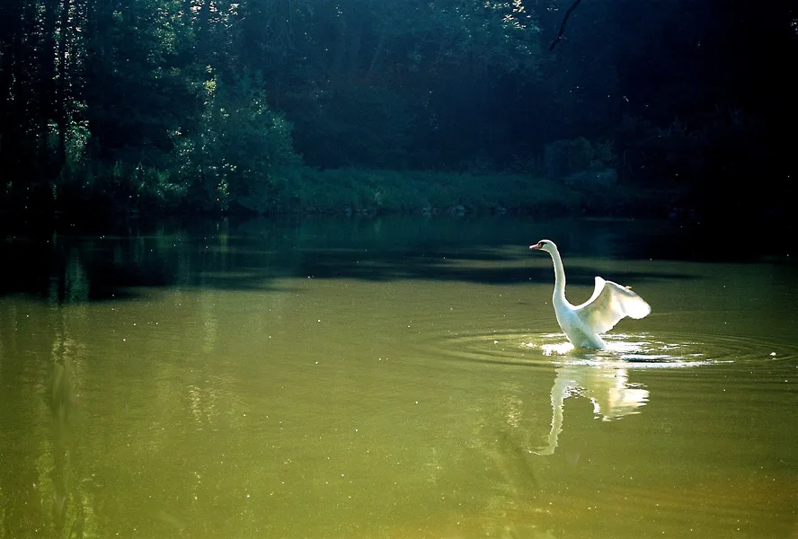 Labuť / Swan