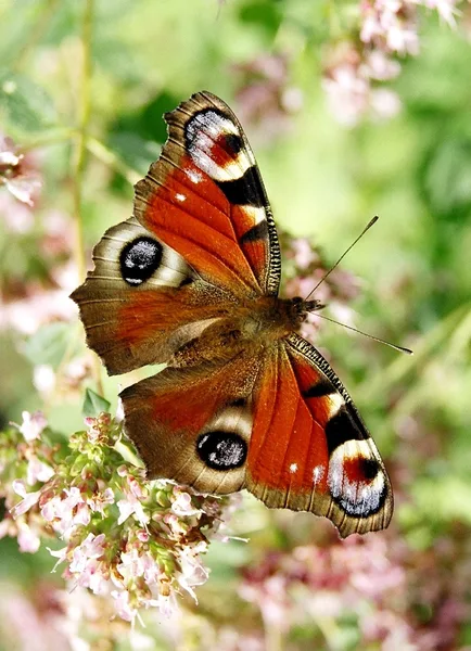 Motýl / Butterfly