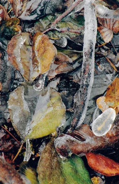 Prosinec u potoka / December by the stream